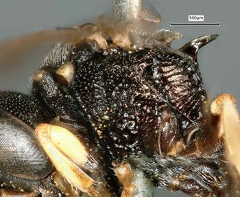 Media type: image;   Entomology 14015 Aspect: thorax lateral